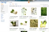 Bing-Bildersuche neu: Groß Bing-Bildersuche neu: Groß