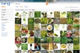 Bing-Bildersuche neu: Klein Bing-Bildersuche neu: Klein