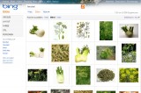 Bing-Bildersuche neu: Mittel Bing-Bildersuche neu: Mittel