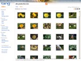 Bing-Bildersuche mit site-Parameter und "Ähnliche Bilder"