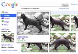 Google weitere Größen: Katzefant