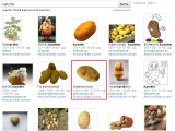 Google-Bildersuche: Kartoffel