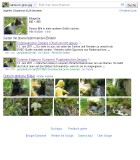 Bei Google mit Bild suchen - Katze